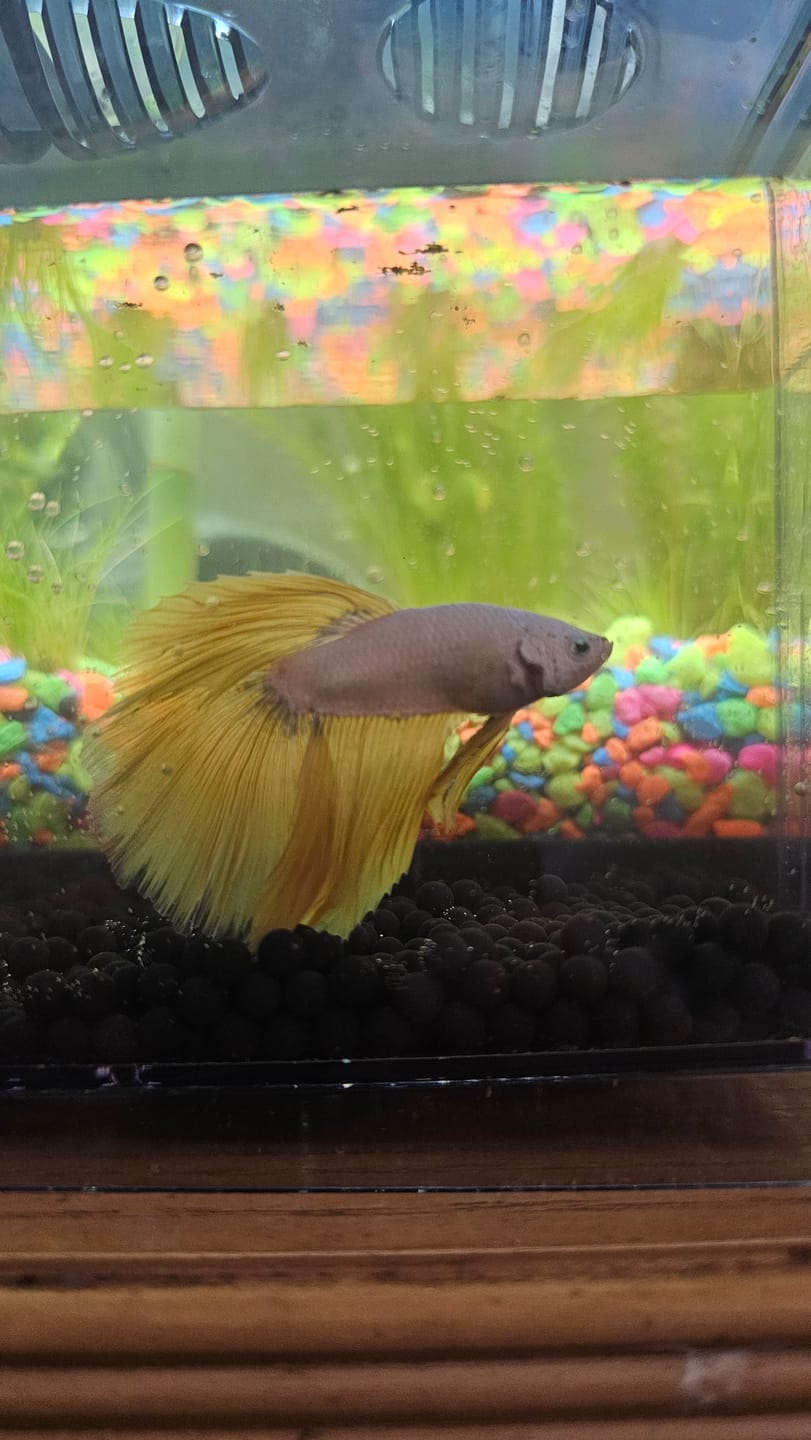 Customer photo review of Yellow Dragon Halfmoon Male Betta Fish