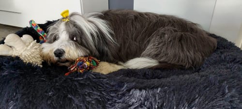 Customer photo review of Belune® Flauschiges Hundebett mit waschbarem Bezug