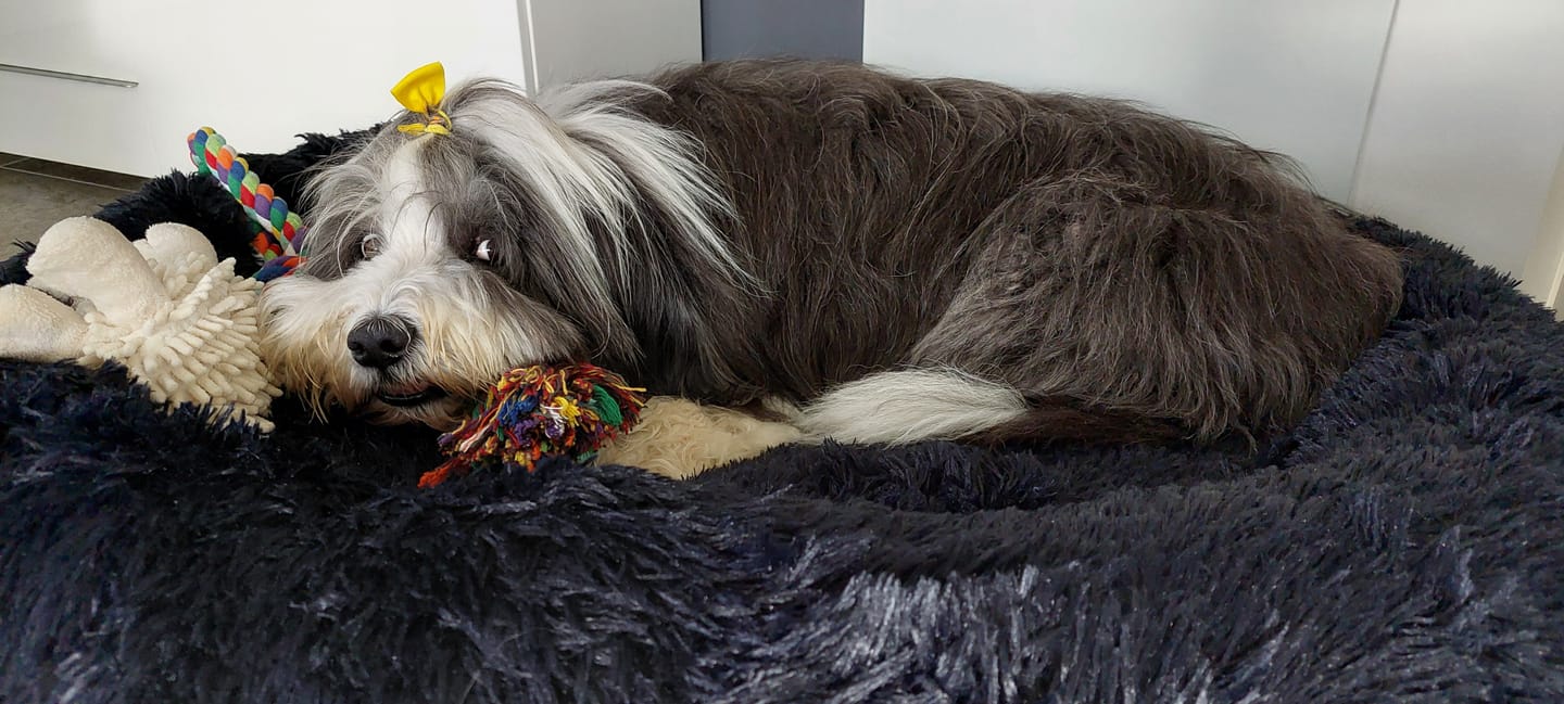 Customer photo review of Belune® Flauschiges Hundebett mit waschbarem Bezug