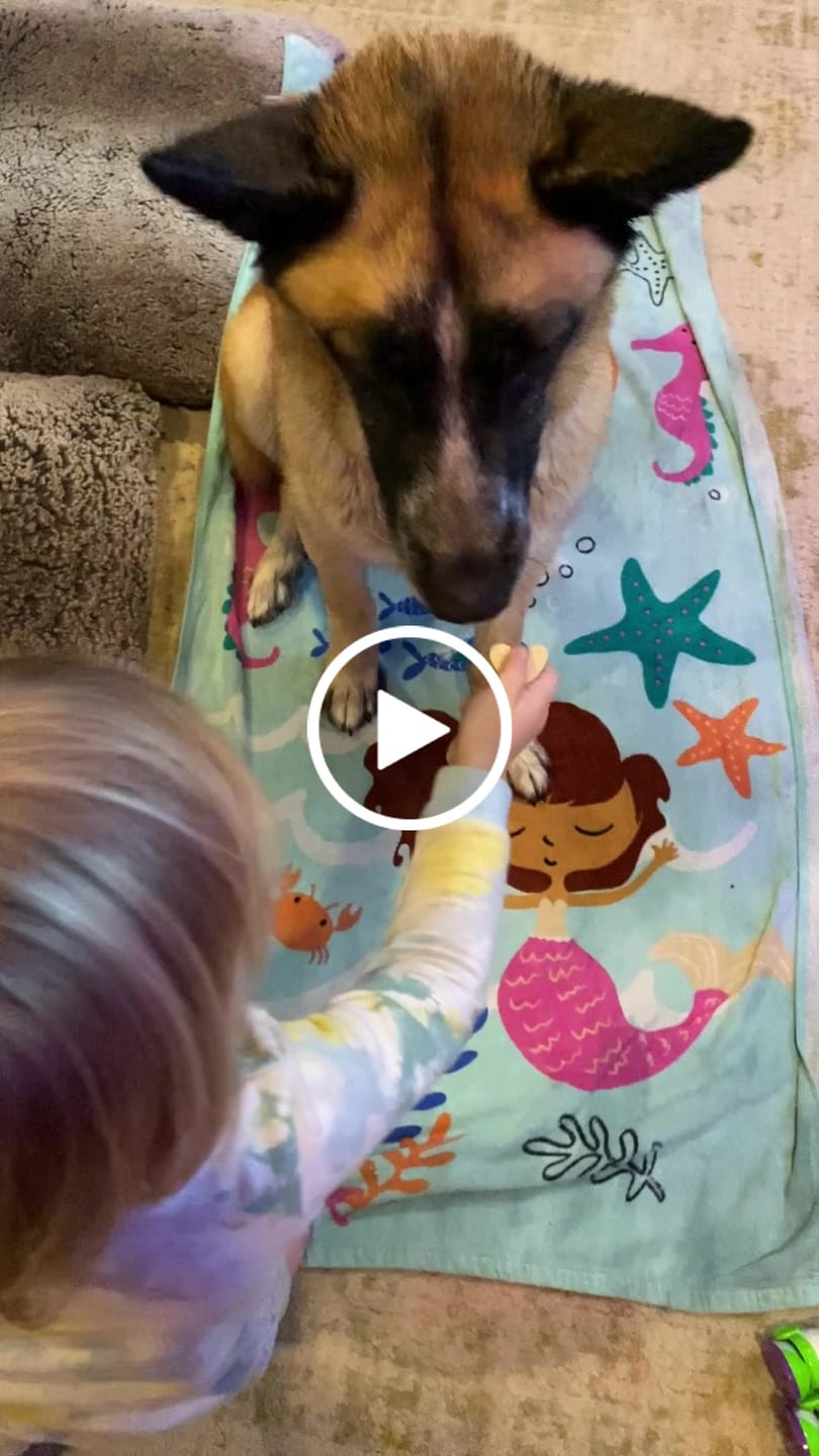 Customer video review of Organic Baked Dog Treats - Cheeze Pleeze