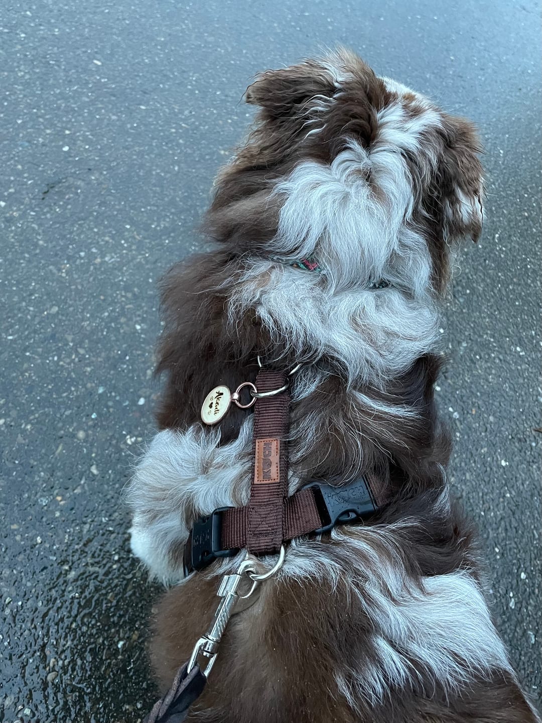 Customer photo review of Premium Hundegeschirr gepolstert