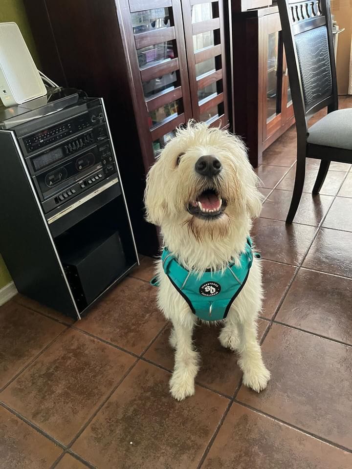 Customer photo review of Arnés Comfort para Perros - Street Dogs - Turquoise