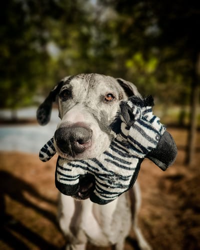 Customer photo review of Tough Plush - Triple Stitch