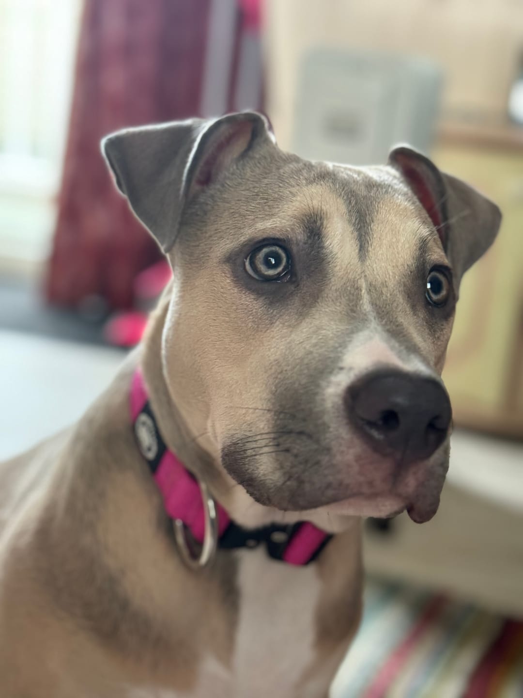 Customer photo review of 4cm Combat® Collar | Rated Clip - NO HANDLE - Magenta v2.0