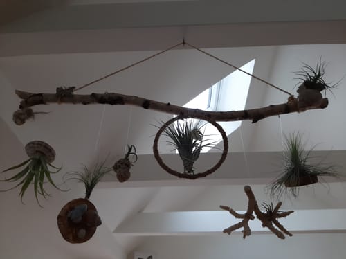 Customer photo review of Tillandsien Pflegespray