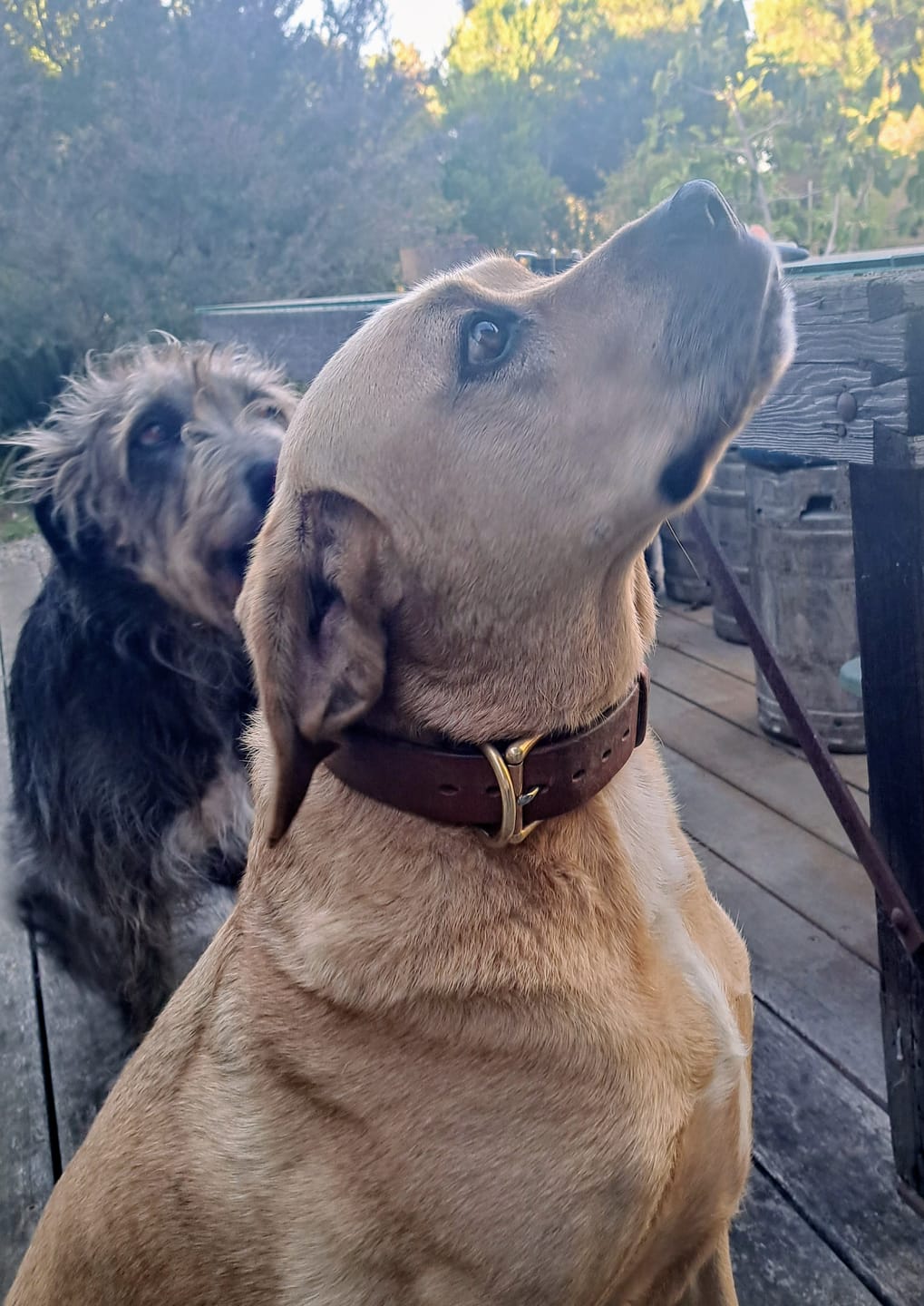 Customer photo review of BIG Dog Collar