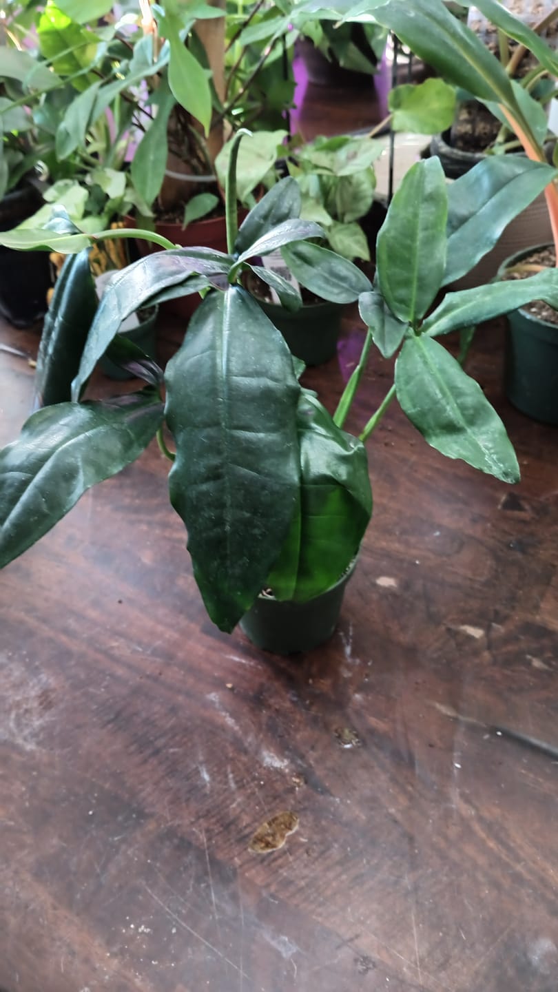 Customer photo review of Syngonium auritum