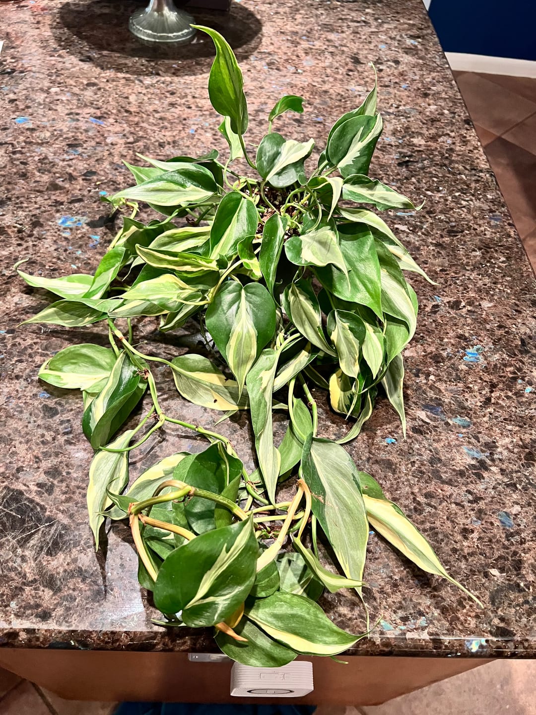 Customer photo review of Philodendron hederaceum 'Rio' - 4"
