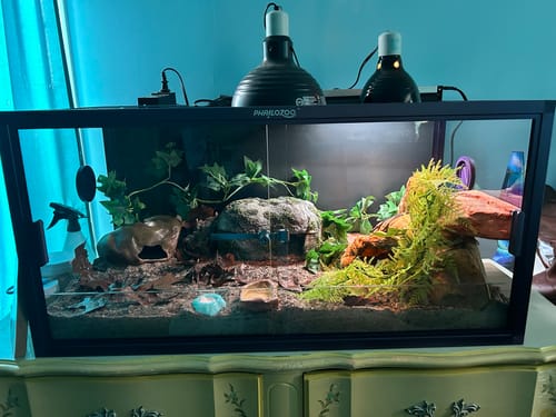 Customer photo review of REPMAC-Reptile Habitats 50 Gallon 36x18x18_Royal Purple