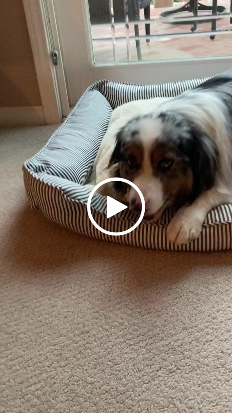 Customer video review of Cow Ears For Dogs