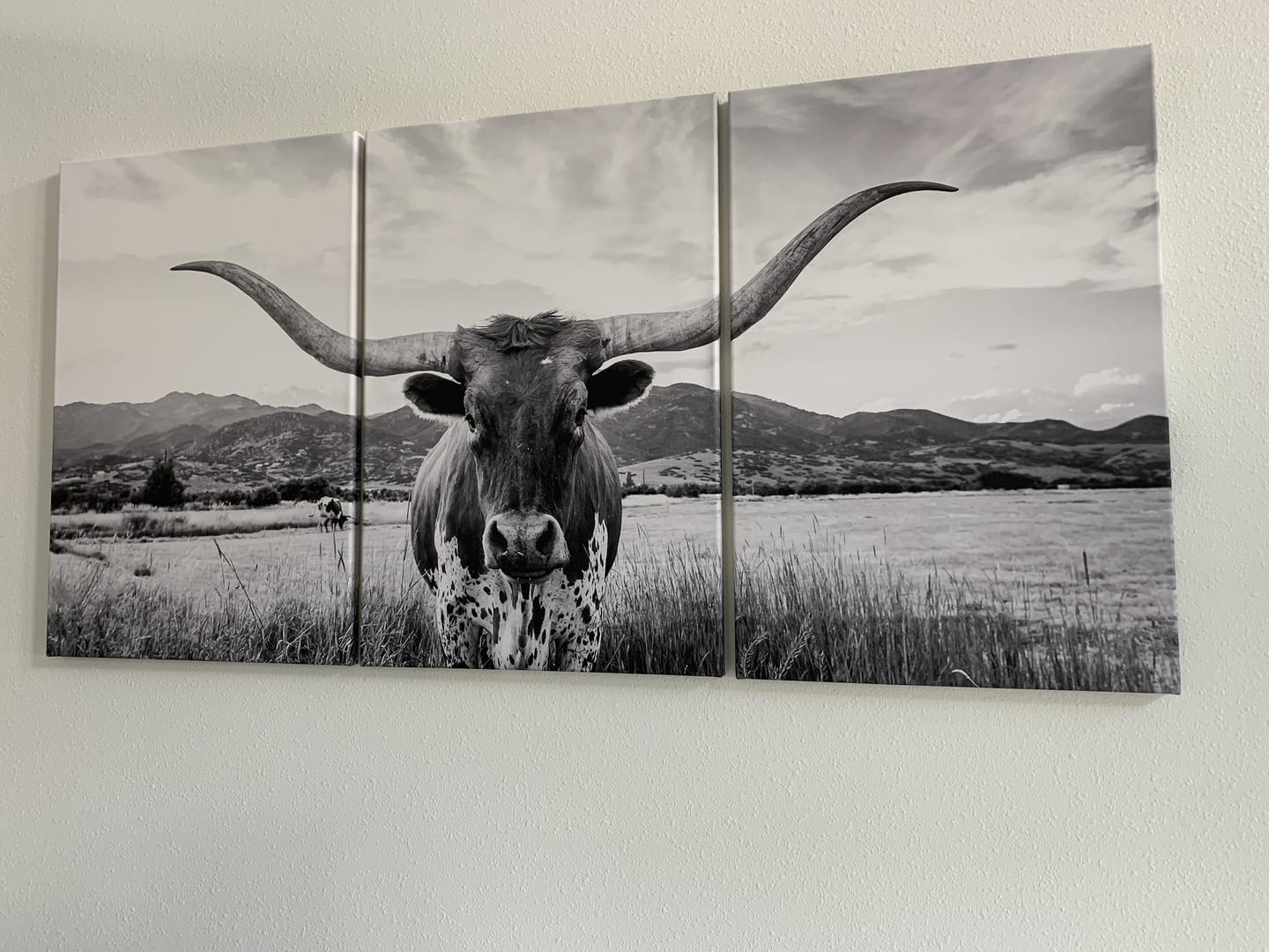 Customer photo review of Big Horn of Cow Wall Art Canvas Print