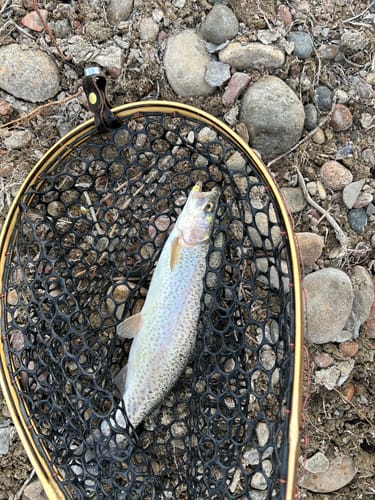 Customer photo review of Blue Line + Tether