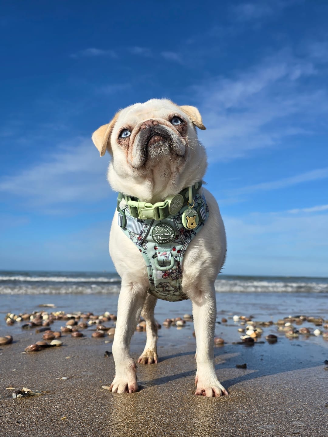 Customer photo review of Tough Trails™ Harness - 100 Aker Wood