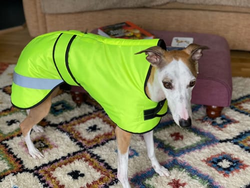 Customer photo review of Reflective Vetra - Sighthound Coat with Zip Harness Hole