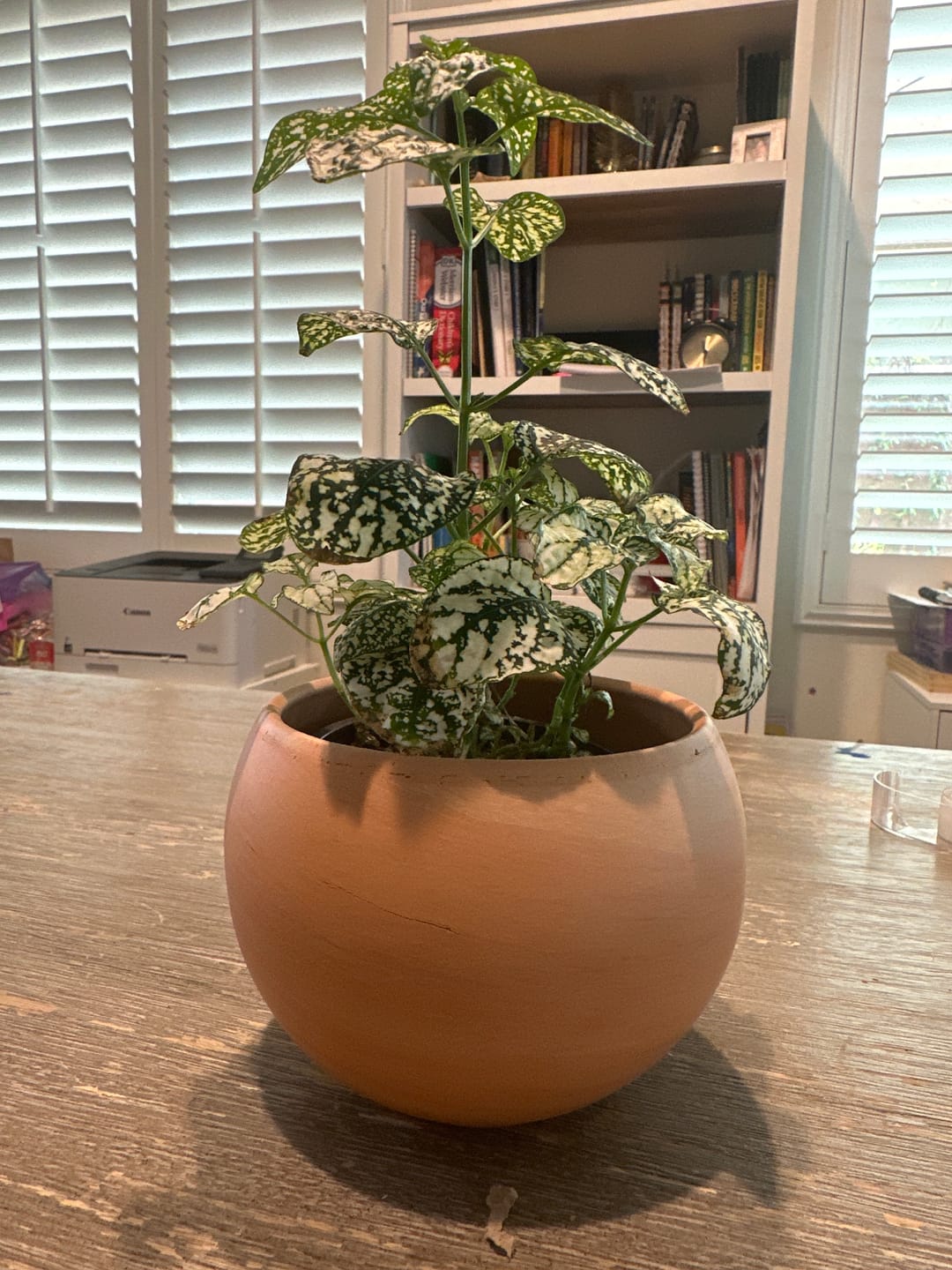 Customer photo review of Astrid Pot