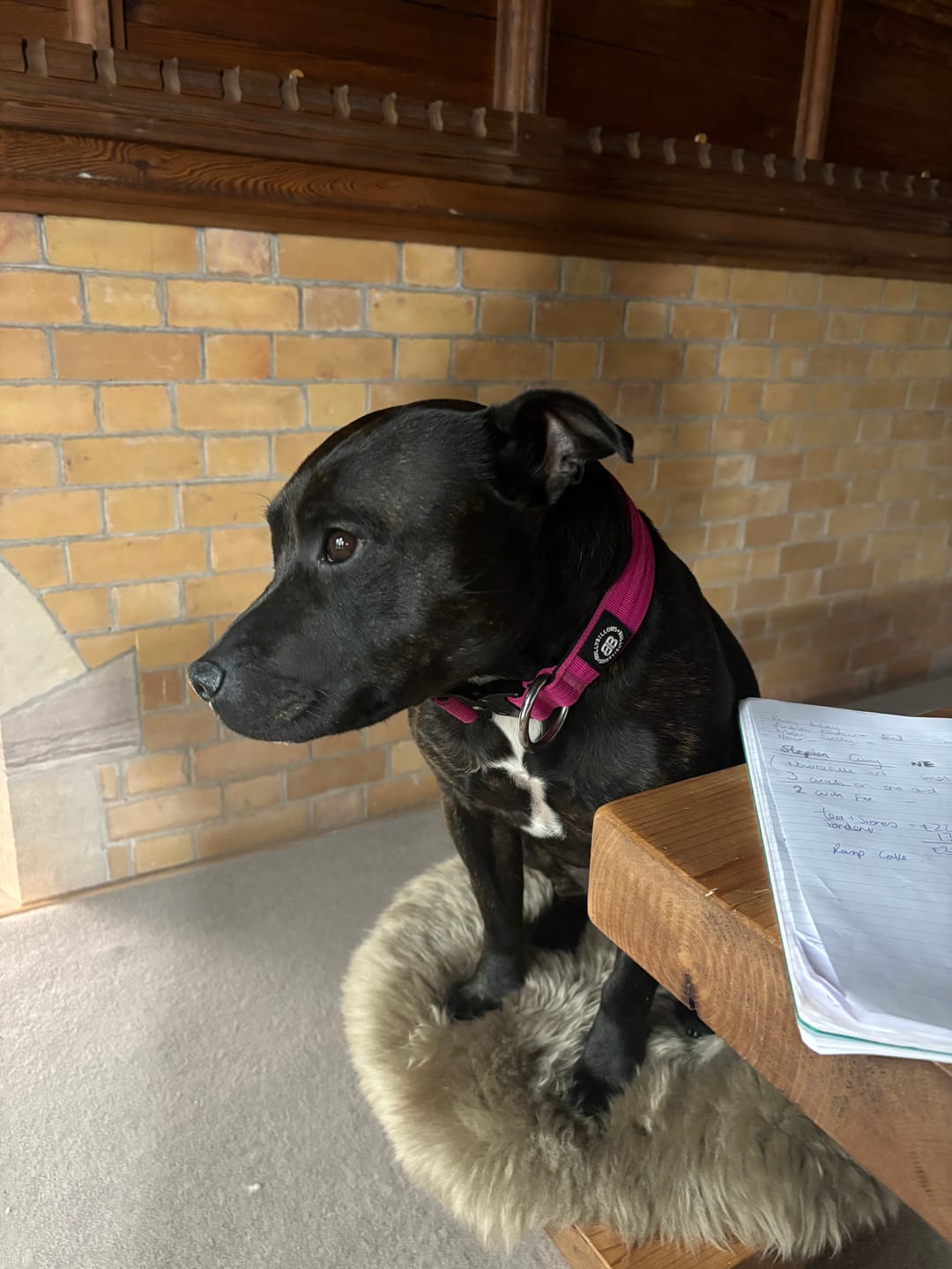 Customer photo review of 4cm Combat® Collar | Rated Clip - NO HANDLE - Magenta v2.0
