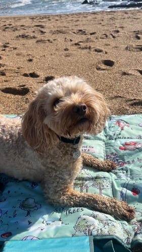 Customer photo review of Travel Mat - 100 Aker Wood