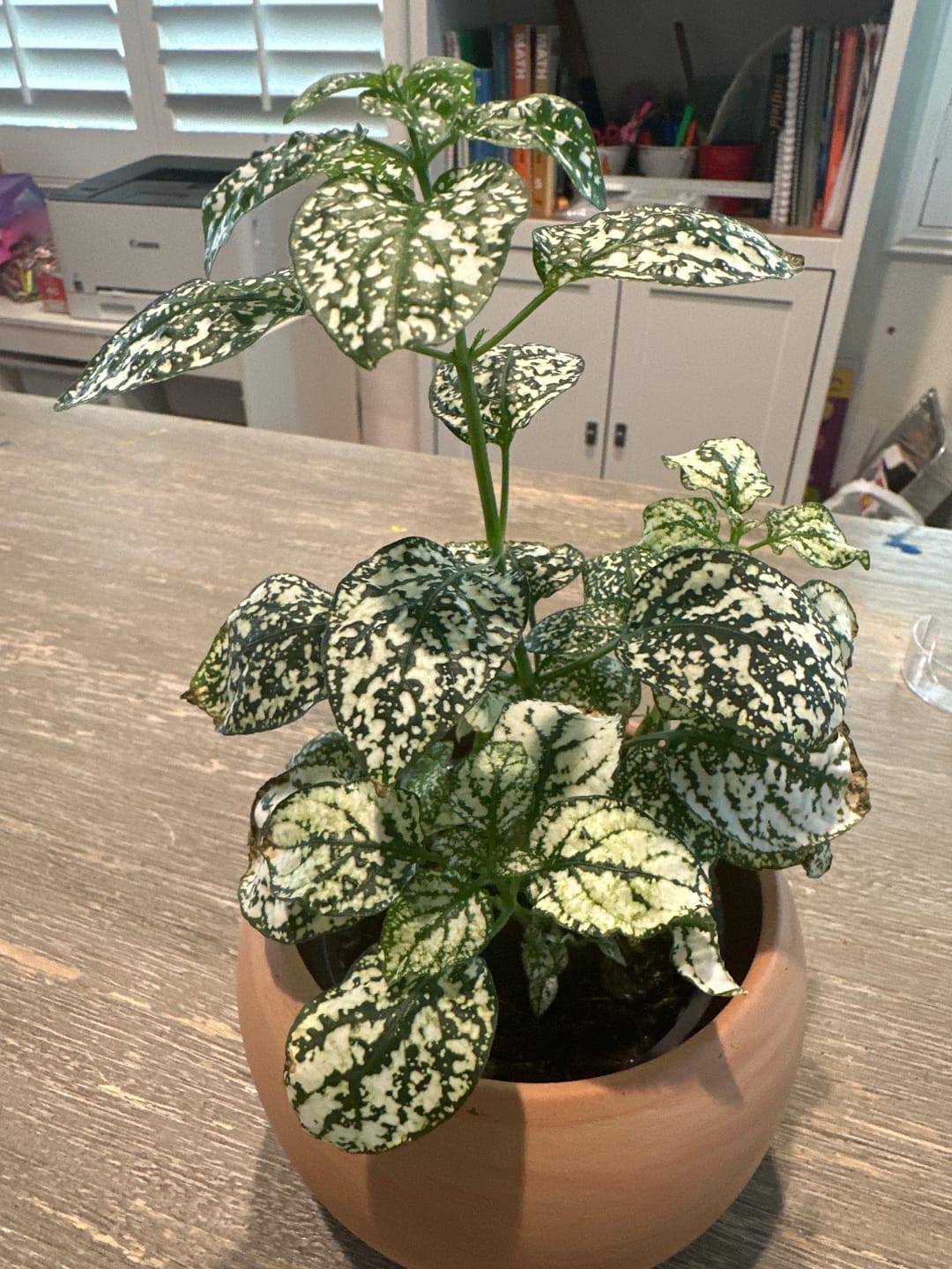 Customer photo review of Polka Dot Plant - Hypoestes Phyllostachya