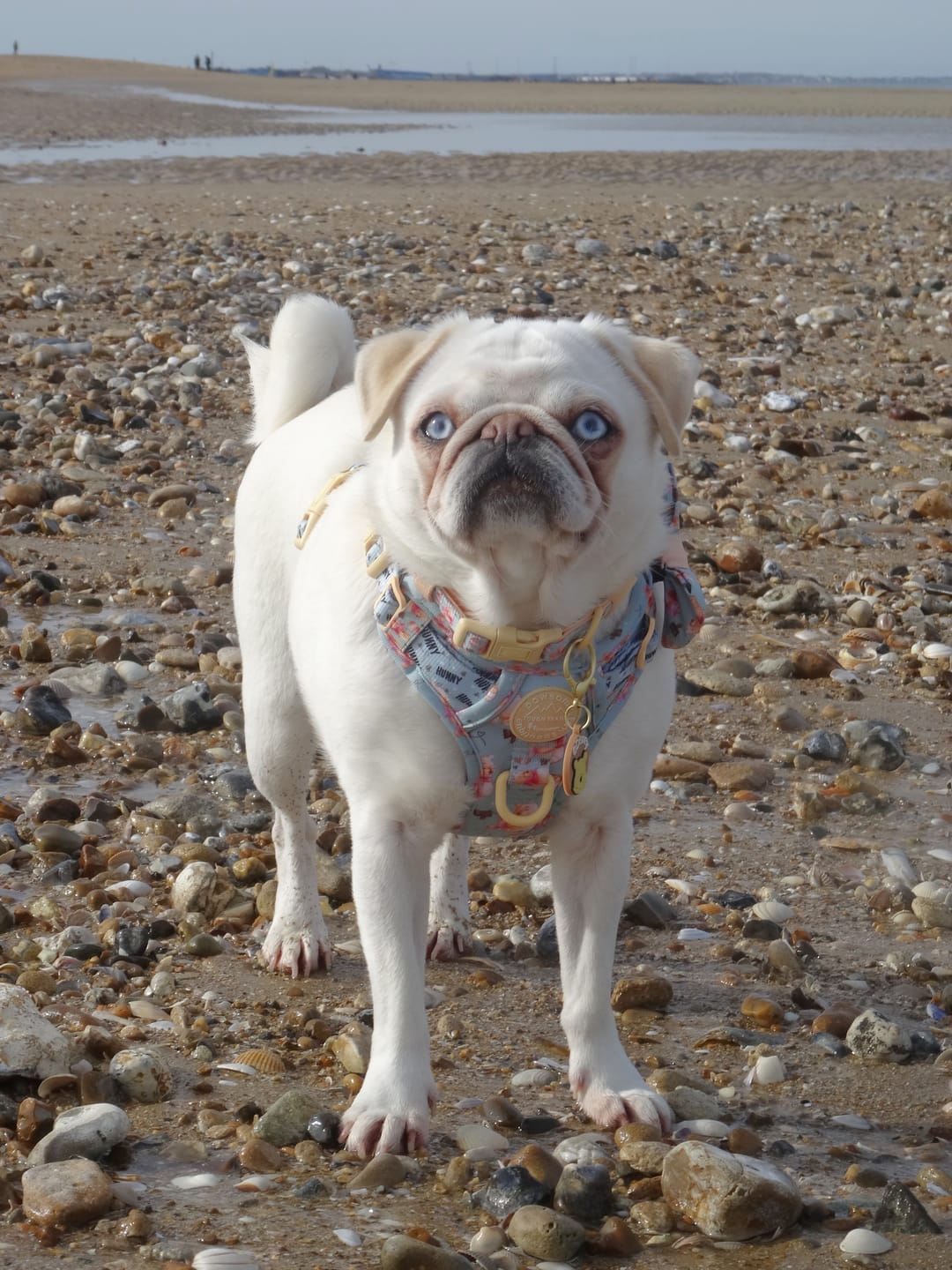 Customer photo review of Tough Trails™ Harness - Winnie The Pooh