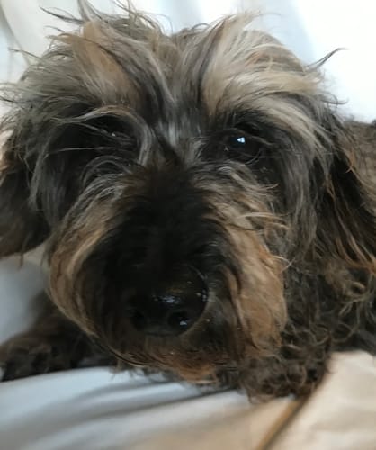 Keith G. review of Your Pet as Watercolor Portrait image 1 out of 1