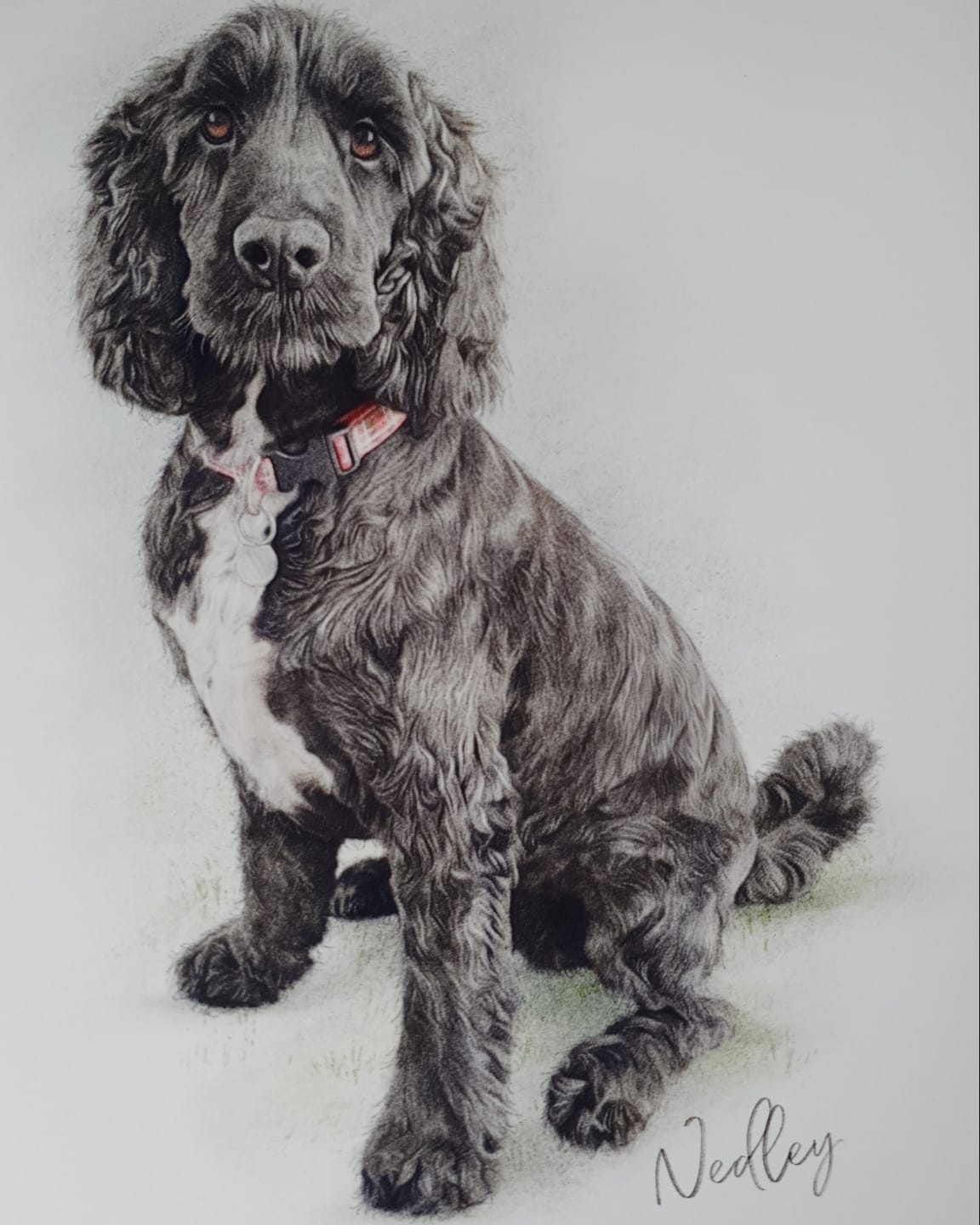 Customer photo review of Custom Pet Portrait - Full Colour