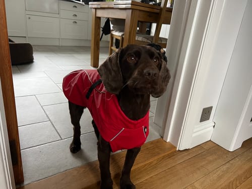 Customer photo review of Vimy Lightweight Waterproof Raincoat with Harness Hole Zip