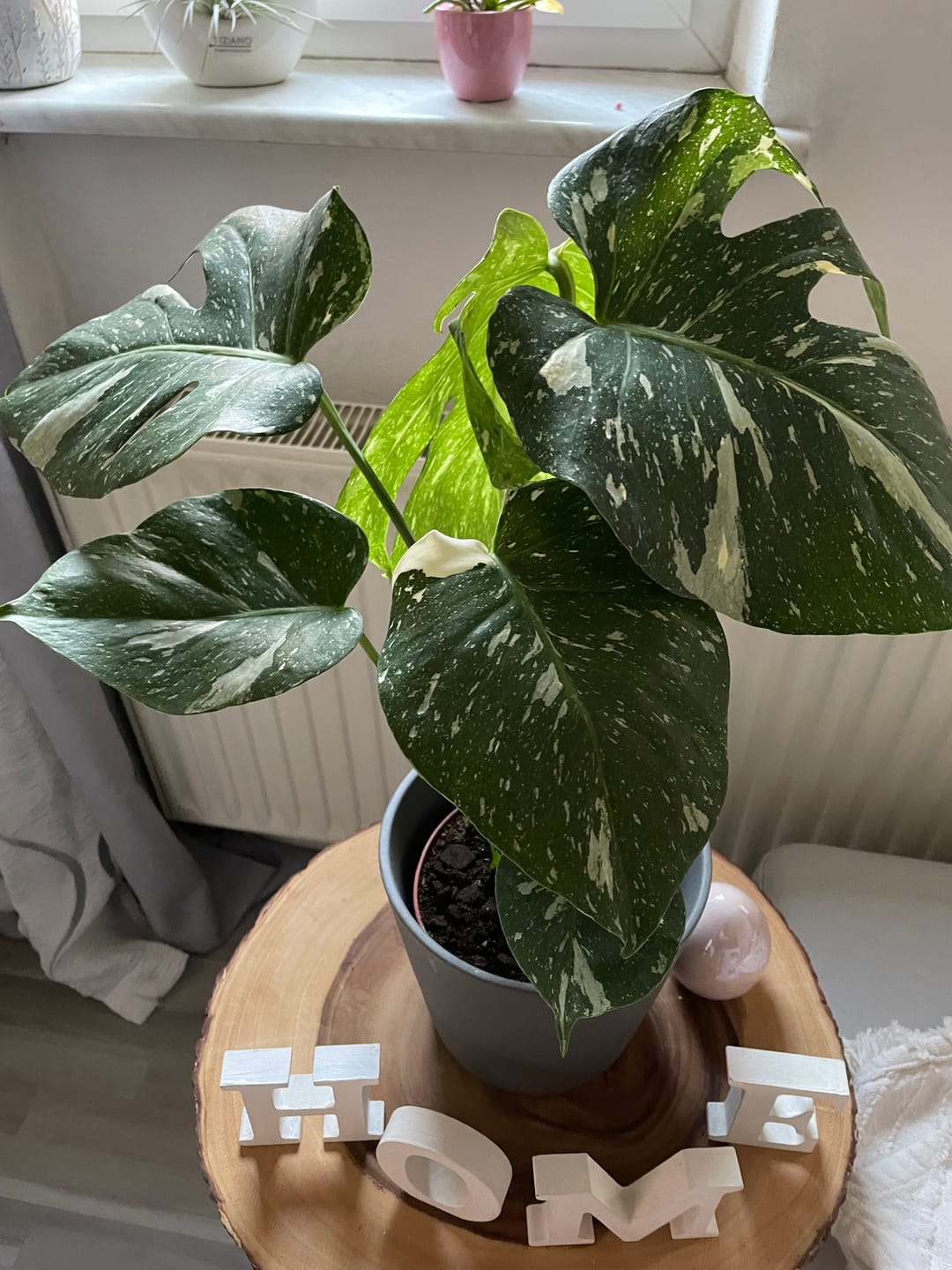 Customer photo review of Monstera Thai Constellation