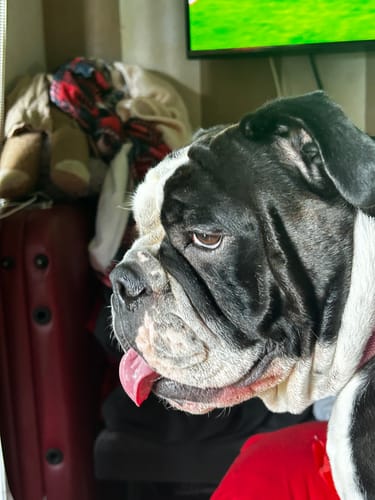 Customer photo review of DOG Cologne/Perfume (Natural Spritz) First-class fragrance!