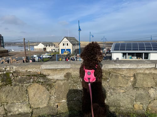 Customer photo review of Trail & Glow® Dog Harness - The Hot Pink One