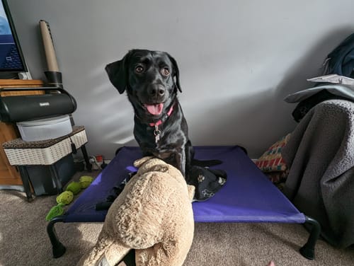 Helen S. review of HiK9 Bed with Black Mesh Cover image 1 out of 2