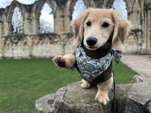 Customer photo review of Tough Trails™ Harness - 100 Aker Wood