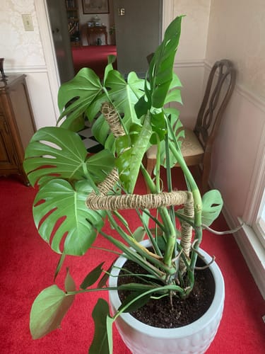 Customer photo of The Bendable Moss Pole™ 𝘛𝘏𝘐𝘕 from Elizabeth O.