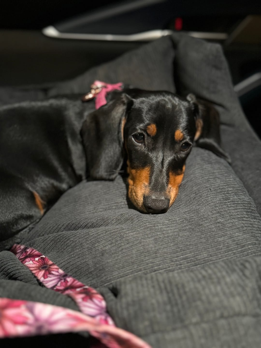 Customer photo review of PaWz Dog Car Booster Seat