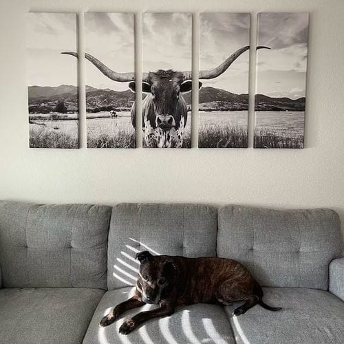 Customer photo review of Big Horn of Cow Wall Art Canvas Print