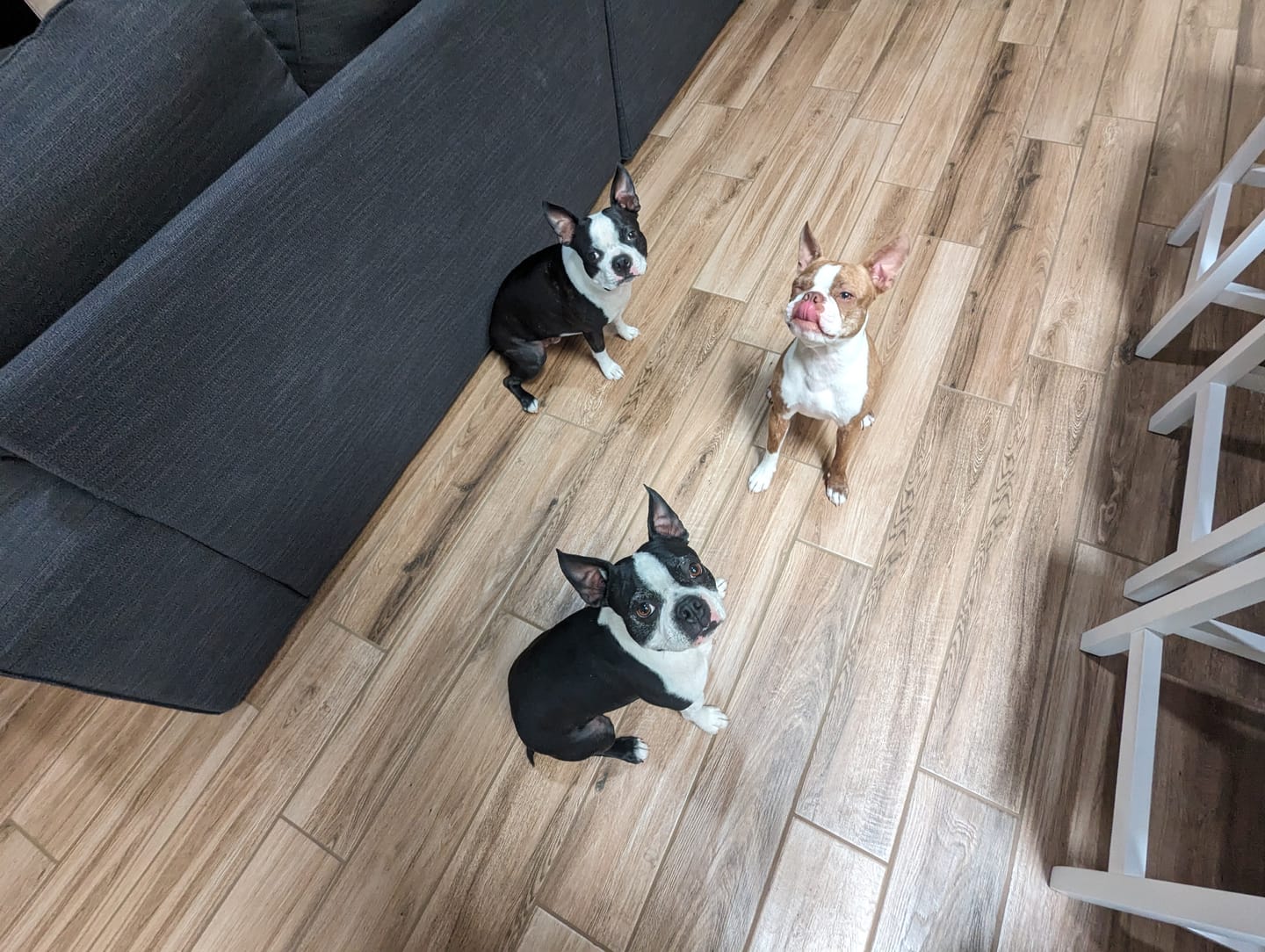 Customer photo review of PB & Bacon Biscuits