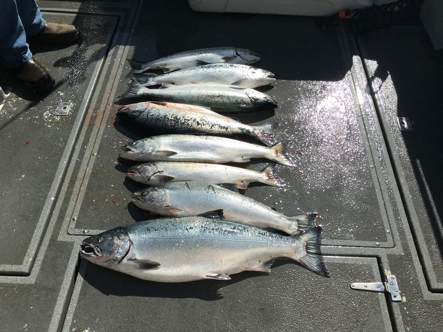 Customer photo review of Anchovy Special - Glow