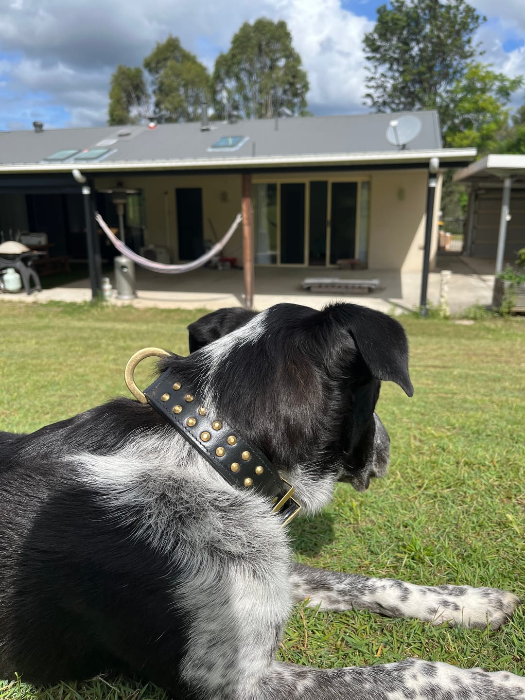 Customer photo review of Hand Made Leather Dog Collar- RuffNeck Black & Brass (Regular Fit)