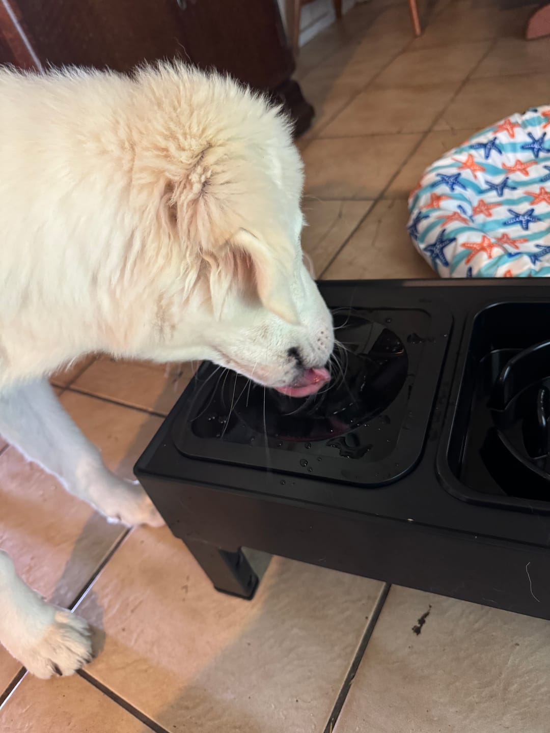 Customer photo review of PaWz Raised Pet Feeder with No-Spill Slow Feeder Bowl