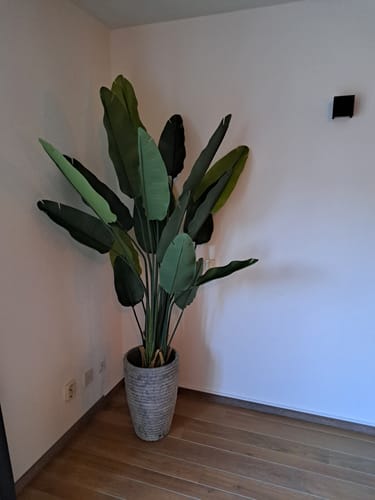 Customer photo review of Strelitzia Kunstplant 2 180cm