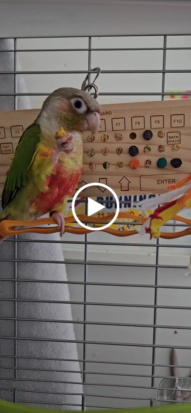 Customer video review of Birdie Keyboard w/60 Pc. Cork Refill Pack by Super Bird Creations