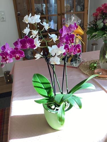 Customer photo review of Cocktail Orchidee mit lila und weißen Blüten