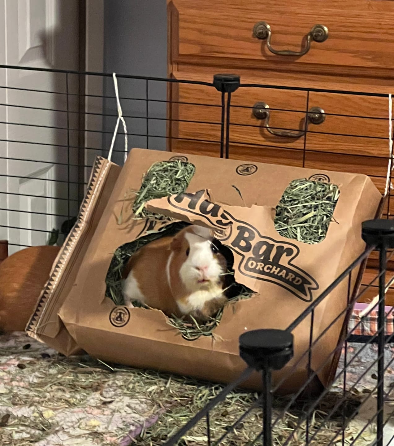 Customer photo review of Orchard Hay Bar for Guinea Pigs (5 Pack)