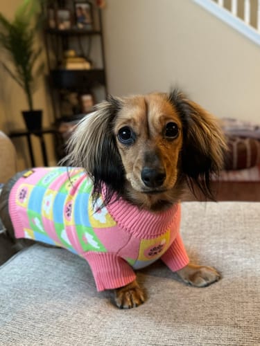 Customer photo review of Candy Courn Dog Sweater