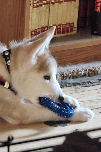 Customer photo review of Dog Collar with Israel Hearts Pattern | I Love Israel