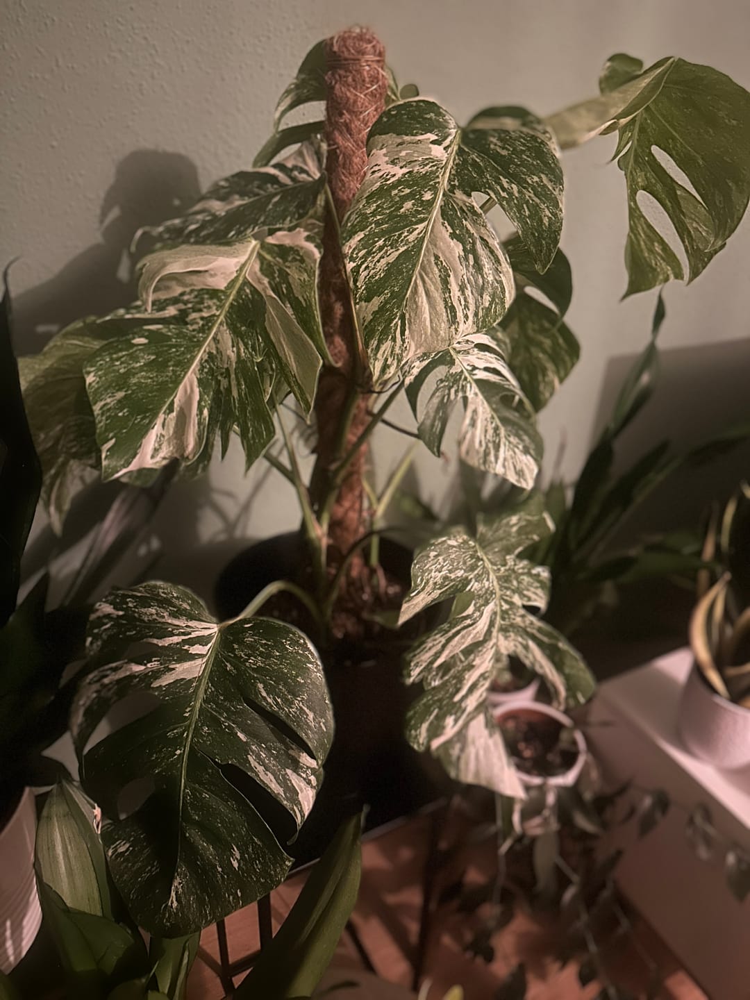 Customer photo review of Monstera Deliciosa Variegata