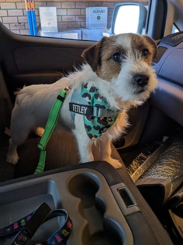 Customer photo review of Dog Seat Belt