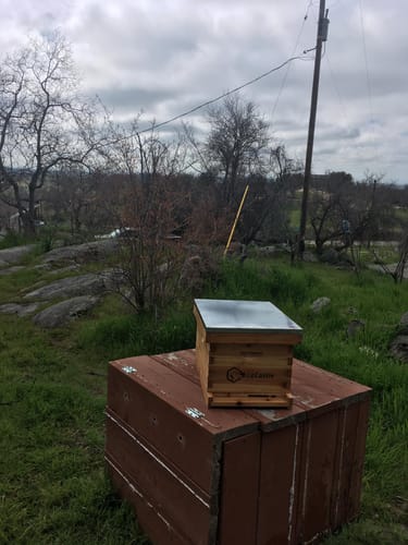 Customer photo review of BeeCastle 8-Frame Langstroth Beehive – 100% Beeswax Coated with Pine Wooden Frames and Waxed Foundations, Includes 2 Deep Brood Boxes and 2 Medium Supers