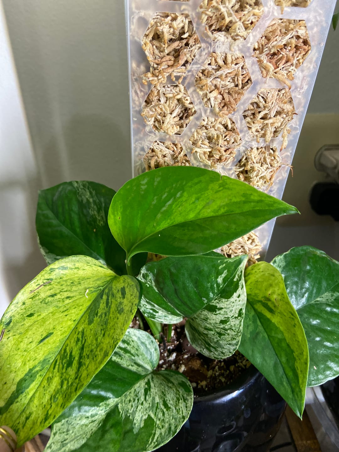 Customer photo review of Pothos Epipremnum aureum 'Jessenia'