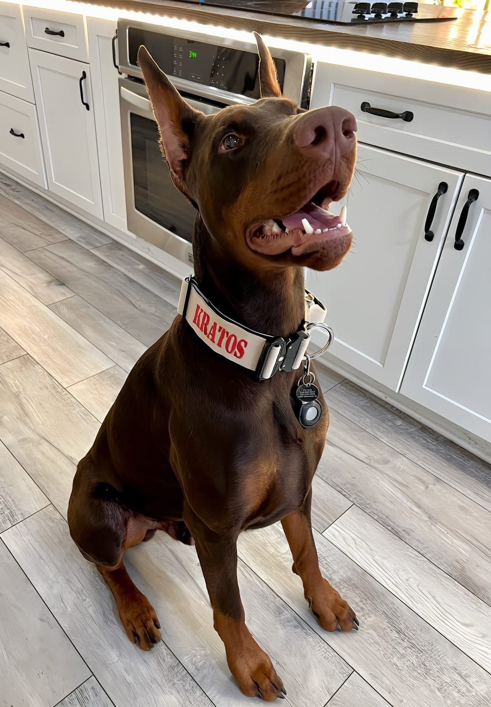 Customer photo review of 2" Tactik Dog Collar - Buttercream