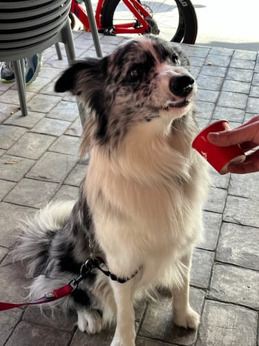 Customer photo review of NexGard Spectra®